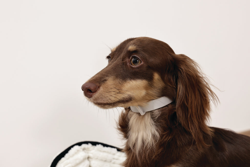 KEEP CALM Calming pheromone collar for DOGS - 1 pc