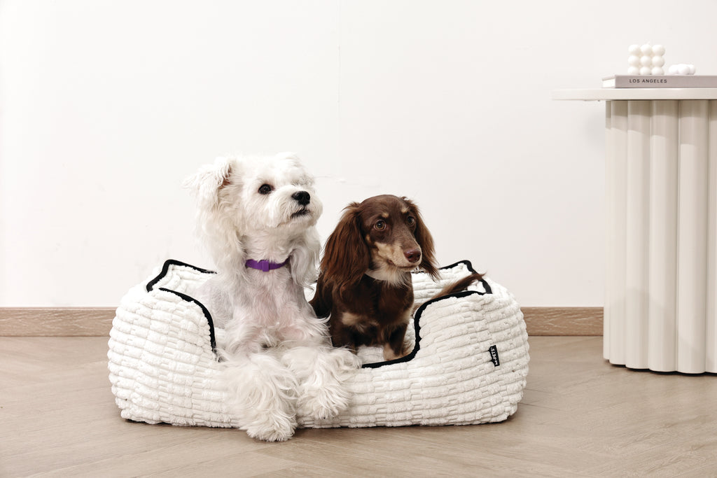 KEEP CALM Calming pheromone collar set for DOGS - 4 pcs