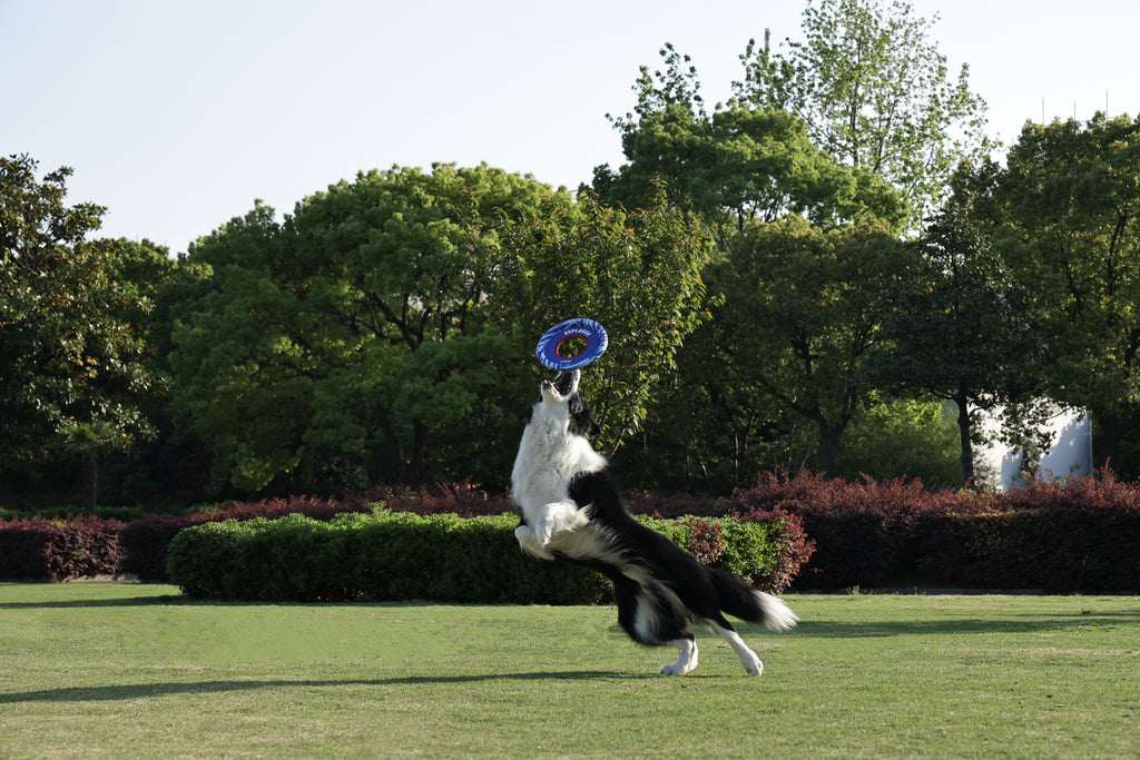 SPRINTPUFF FRSIBEE Giocattolo - Blu/Blu