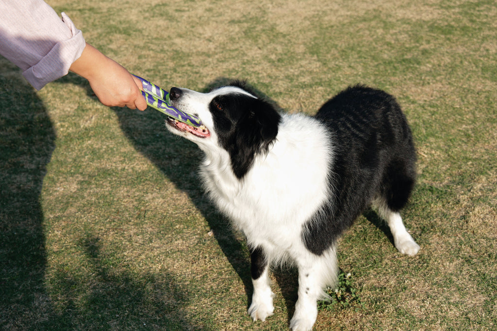 SPRINTPUFF FRSIBEE Giocattolo - Verde/Viola
