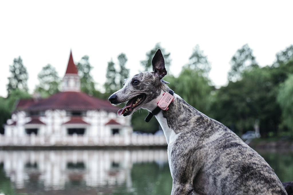 GLocalMe PETPHONE Rose Pink - with display