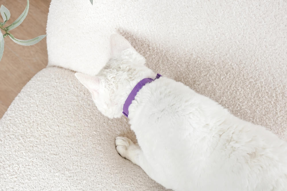 KEEP CALM - Set di collari con feromoni calmanti per gatti 4 pz