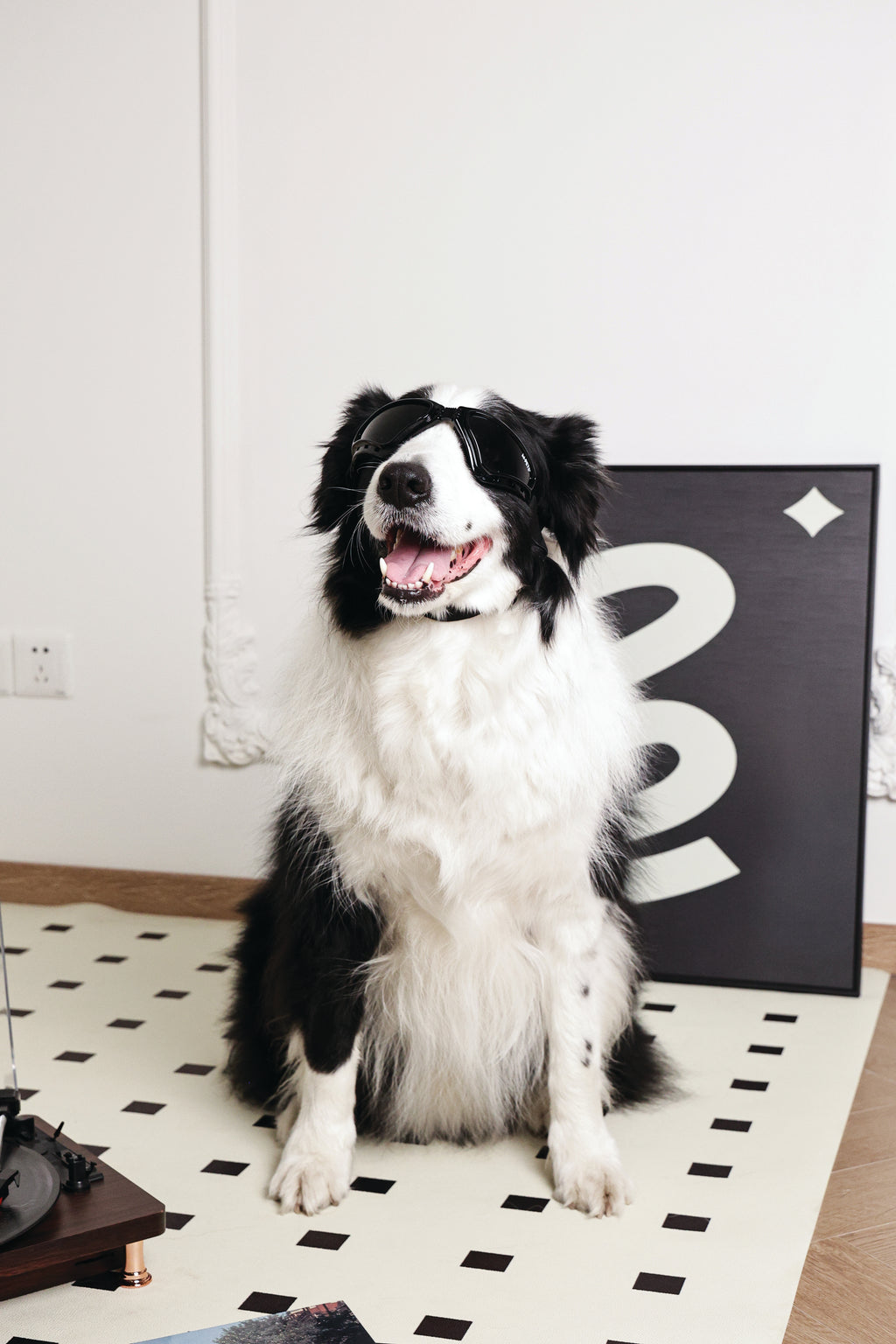 SUNNY Occhiali per cani TRAILBLAZER