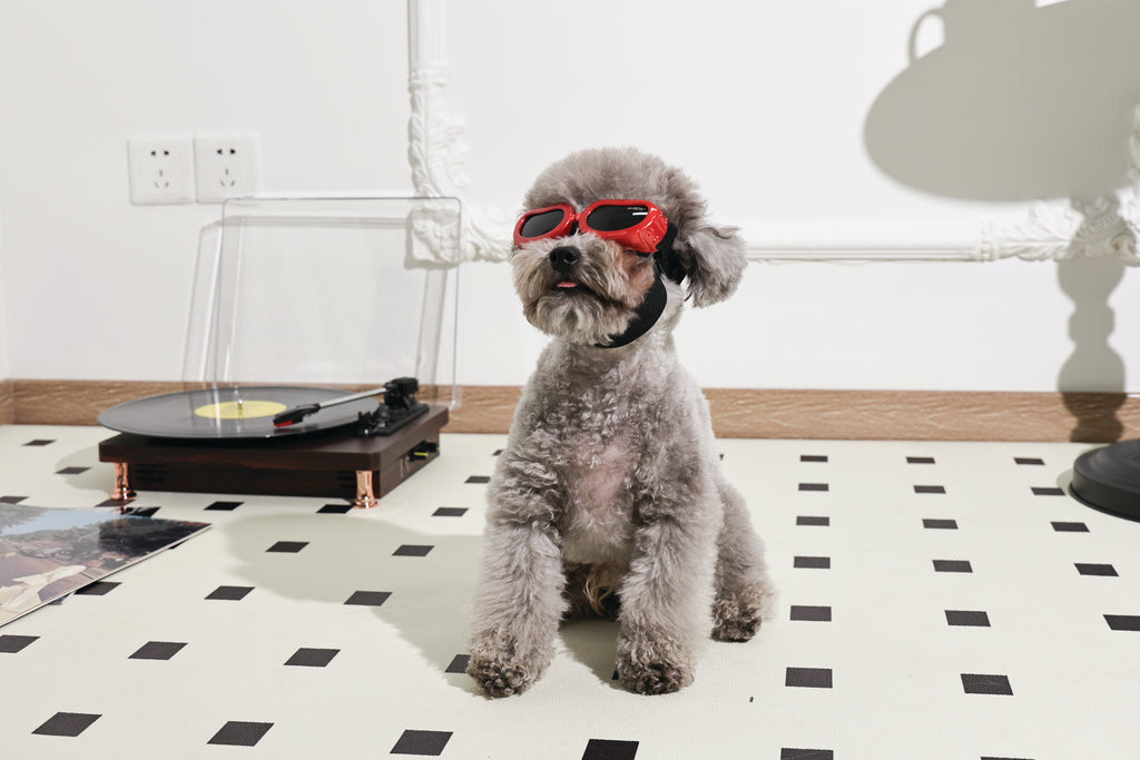 SUNNY Occhiali per cani DAYTRIP