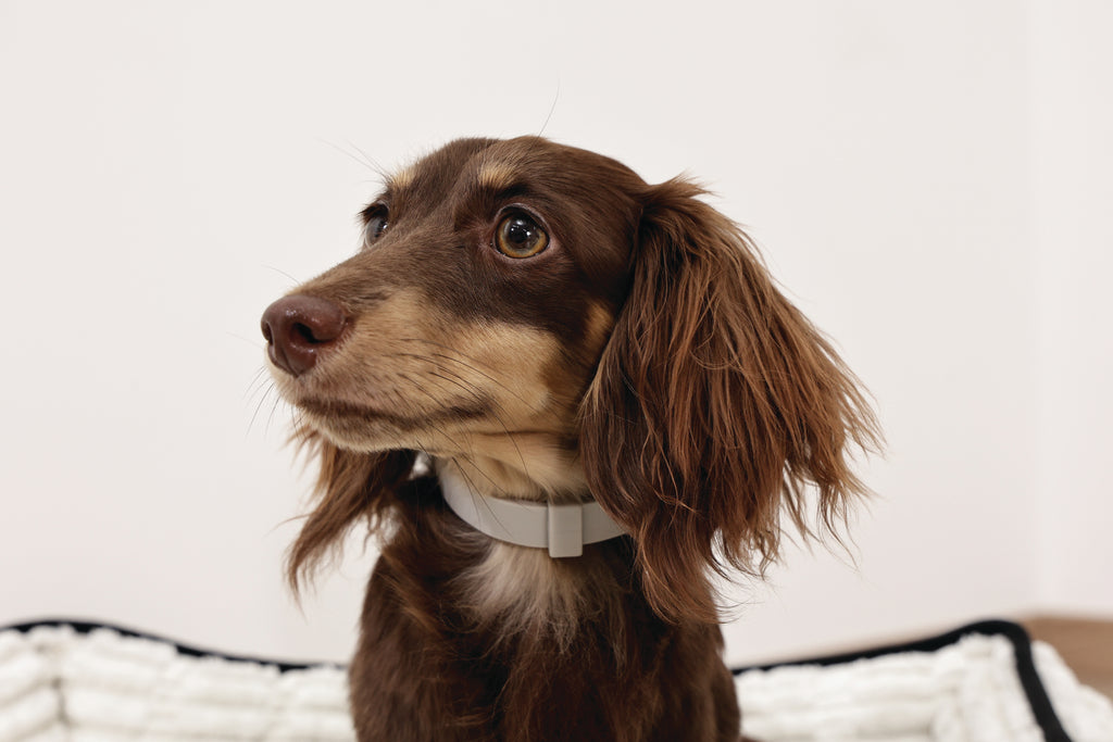 KEEP CALM Calming pheromone collar set for DOGS - 4 pcs