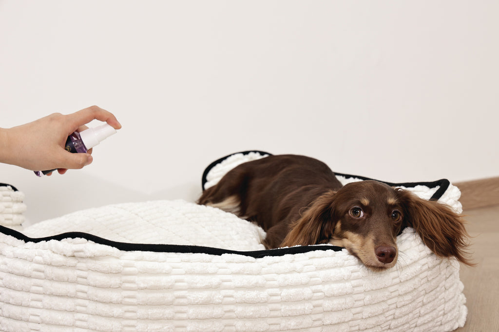 KEEP CALM Calming Pheromone spray for DOGS 60ml