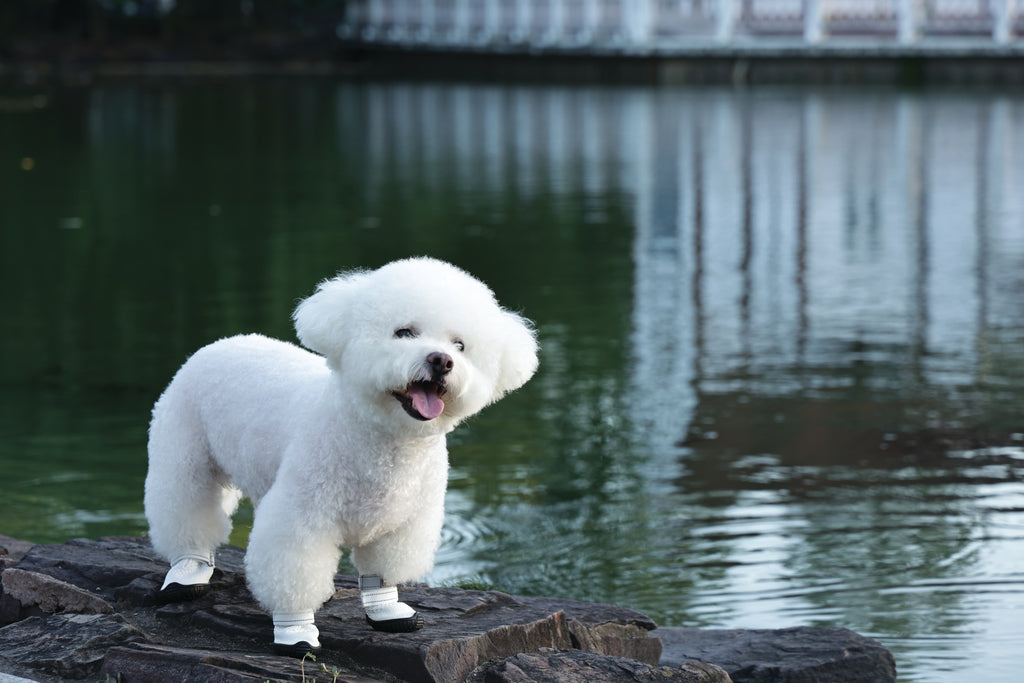 FLEXI SHOES Dog - White edition