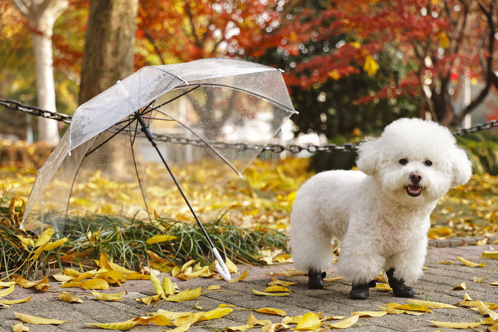 RAINY DAY Dog shoes Black