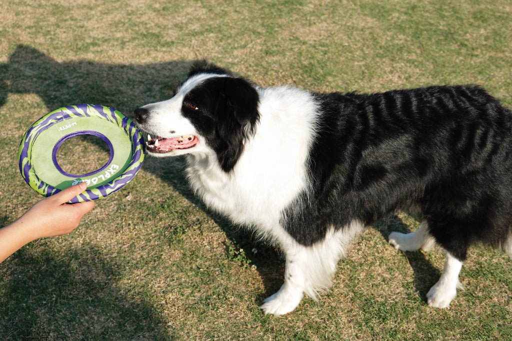 SPRINTPUFF FRSIBEE Giocattolo - Verde/Viola