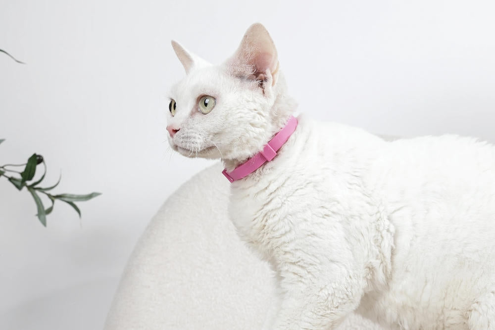 KEEP CALM - Set di collari con feromoni calmanti per gatti 4 pz