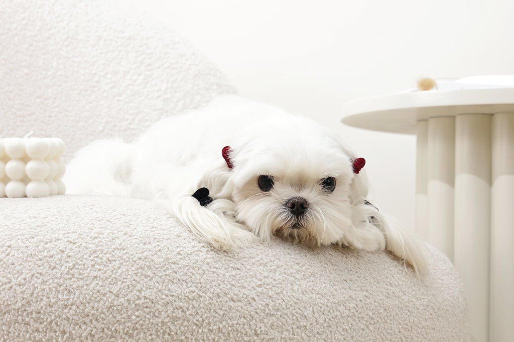 GLAM Accessori per capelli per animali clip a forma di cuore - Nero e Rosso