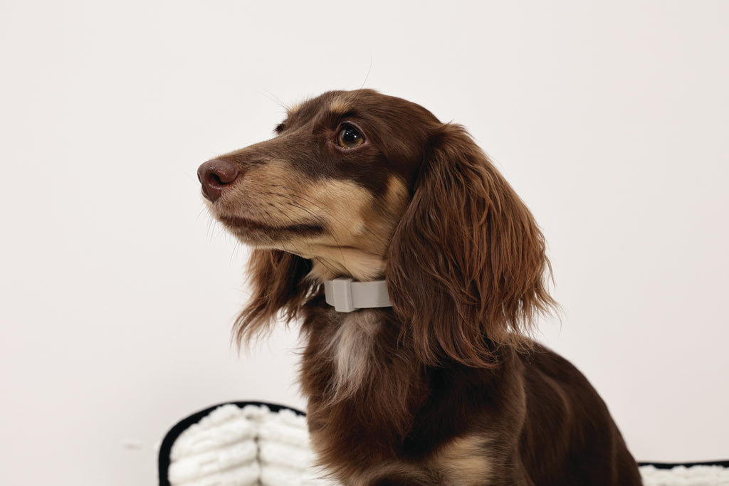 KEEP CALM Calming pheromone collar set for DOGS - 4 pcs