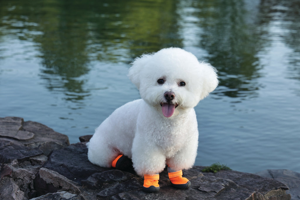 FLEXI SHOES Dog - Orange edition