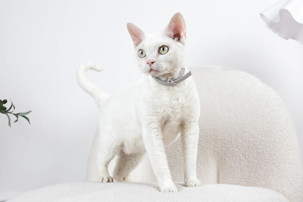 KEEP CALM - Collare con feromoni calmanti per gatti 1 pz