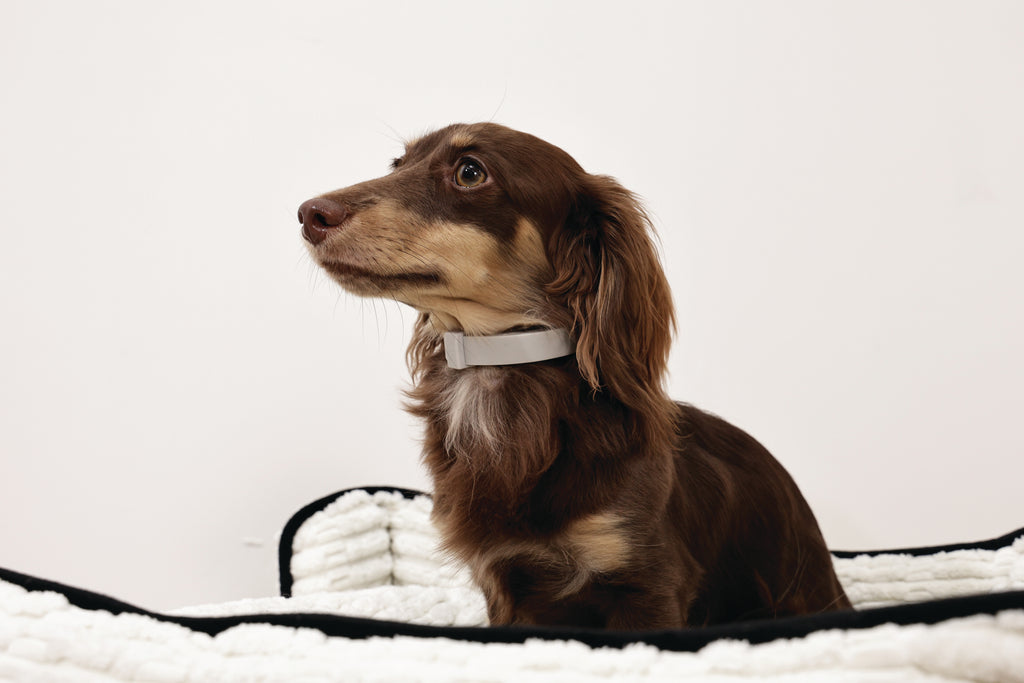 KEEP CALM Calming pheromone collar set for DOGS - 4 pcs