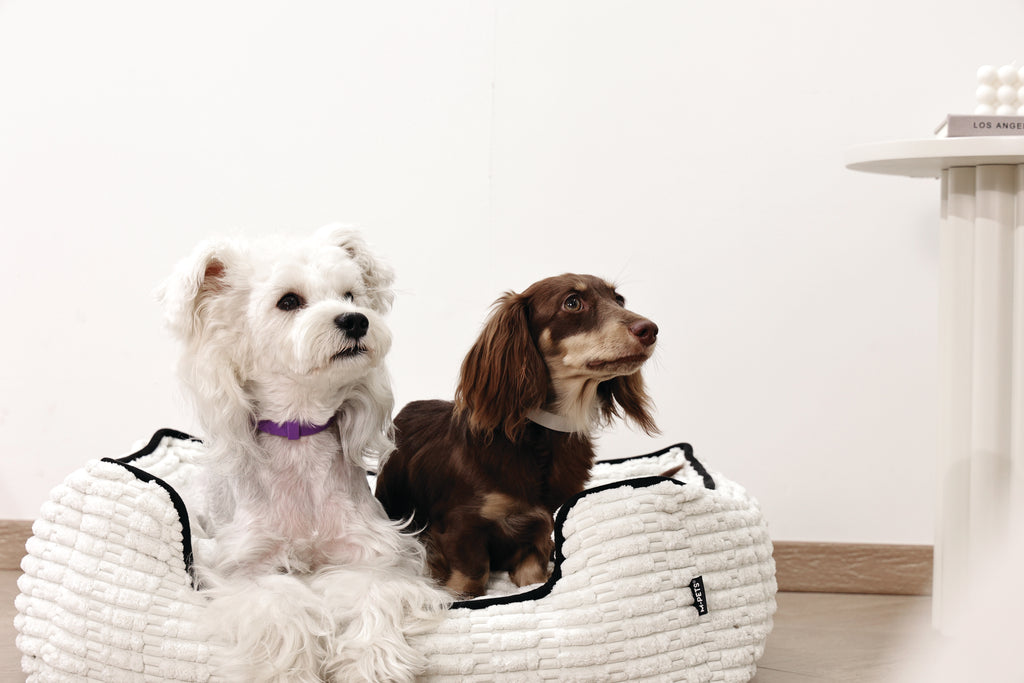 KEEP CALM Calming pheromone collar set for DOGS - 4 pcs