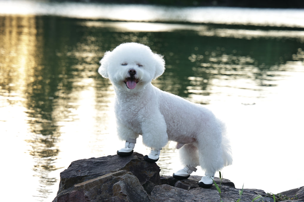 FLEXI SHOES Dog - White edition