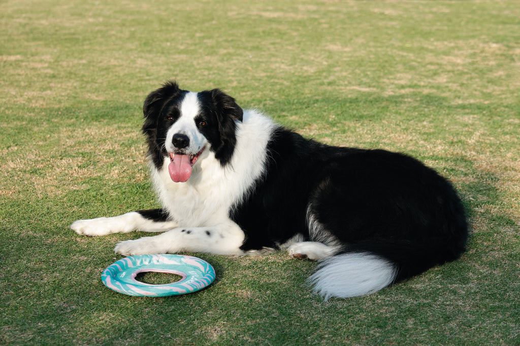 SPRINTPUFF FRSIBEE Giocattolo - Rosa/Verde