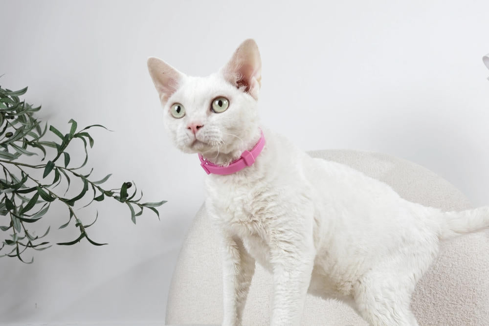 KEEP CALM - Set di collari con feromoni calmanti per gatti 4 pz