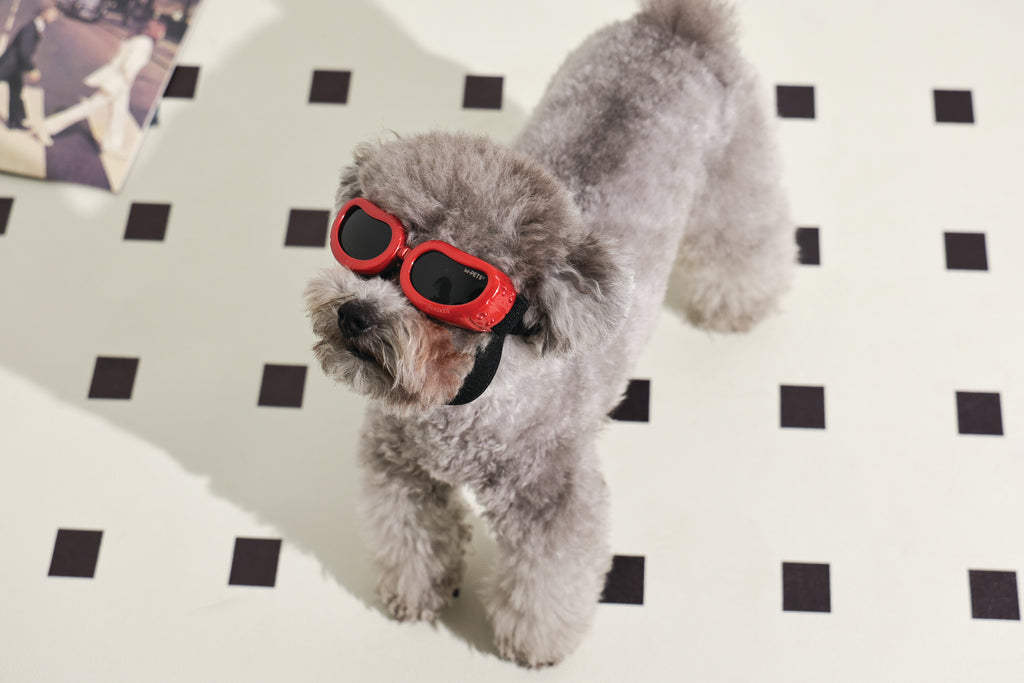 SUNNY Occhiali per cani DAYTRIP