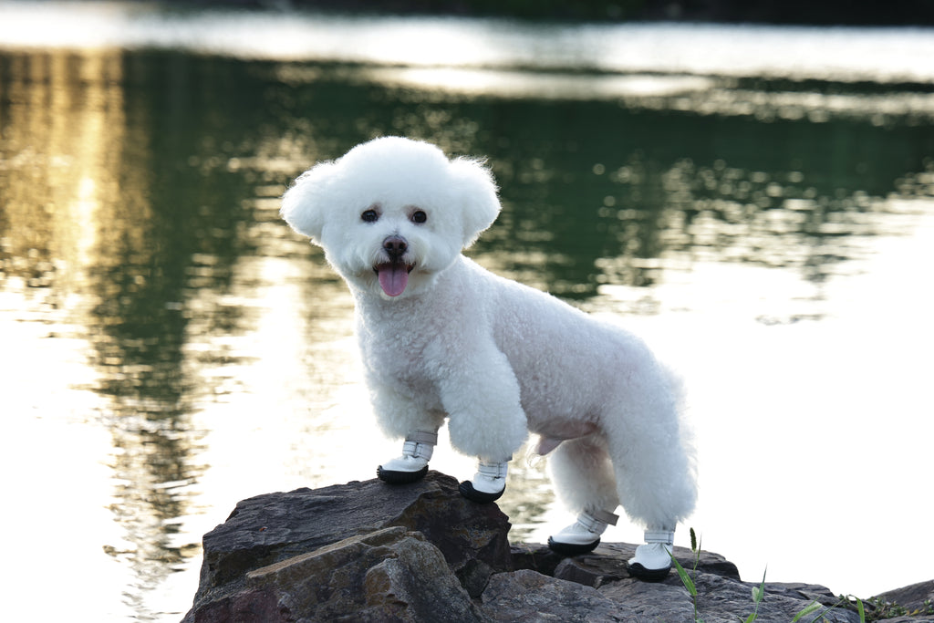 FLEXI SHOES Dog - White edition