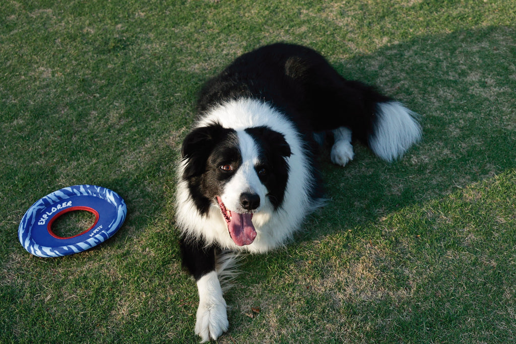 SPRINTPUFF FRSIBEE Giocattolo - Blu/Blu