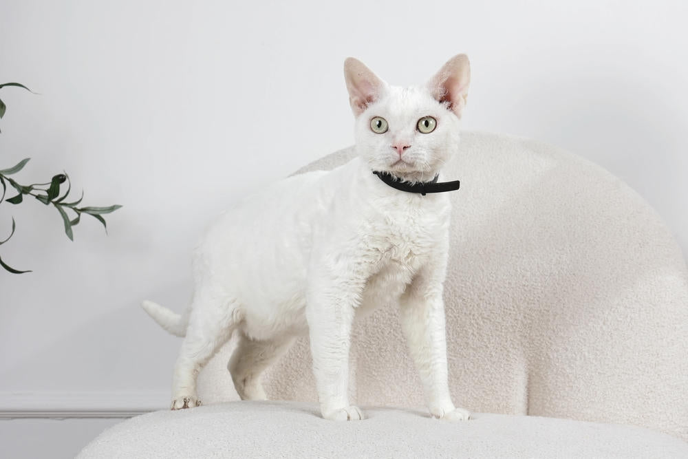 KEEP CALM - Set di collari con feromoni calmanti per gatti 4 pz