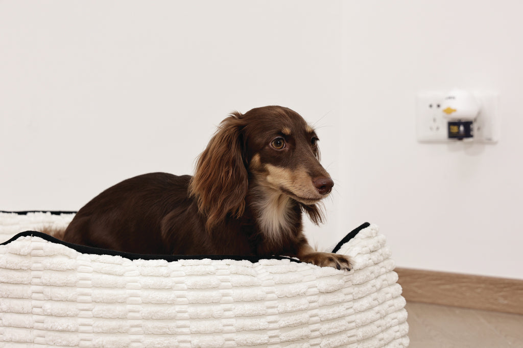 KEEP CALM Calming Pheromone diffuser for DOGS - UK Standard 48ml