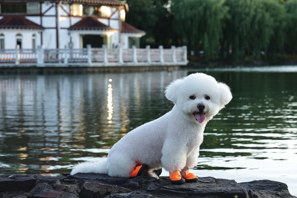 FLEXI SHOES Dog - Orange edition