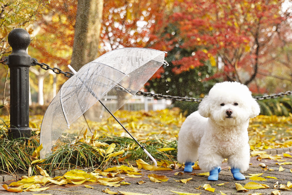 RAINY DAY Dog shoes Blue