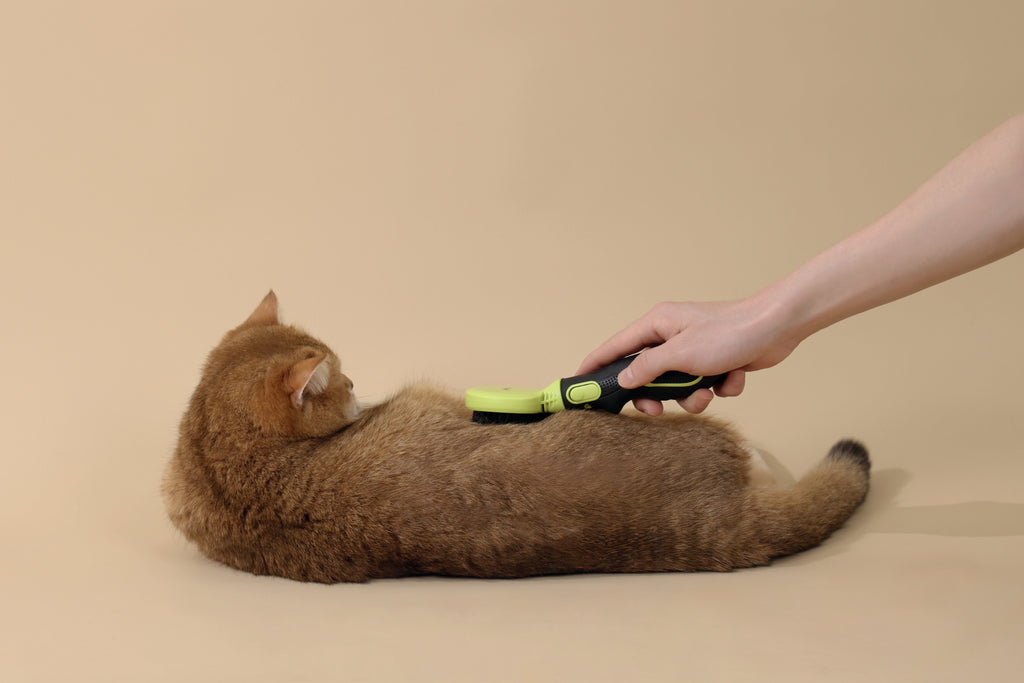 CLICK and GROOM Bristle Brush