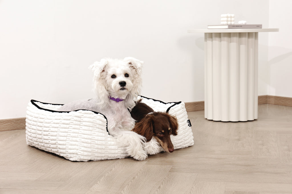 KEEP CALM Calming pheromone collar set for DOGS - 4 pcs