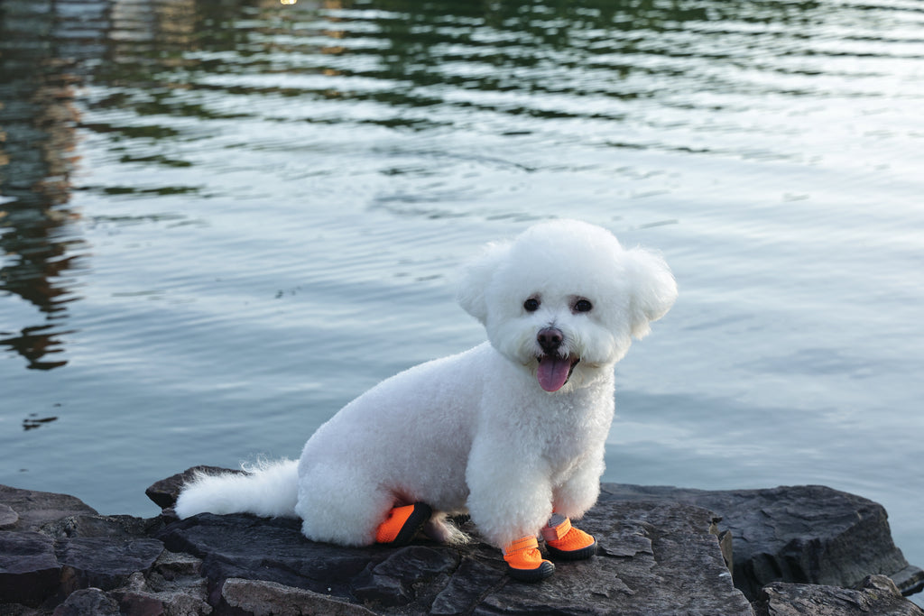 FLEXI SHOES Dog - Orange edition