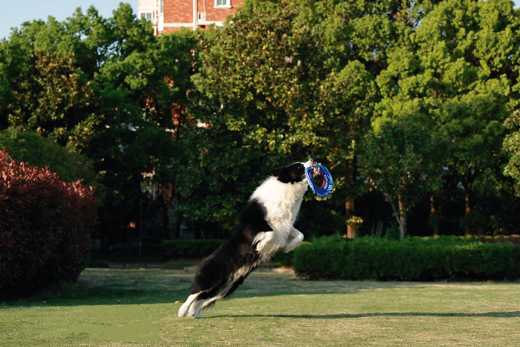 SPRINTPUFF FRSIBEE Giocattolo - Blu/Blu