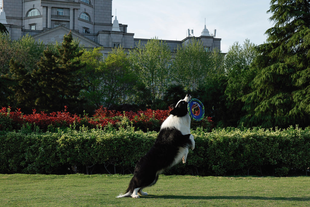 SPRINTPUFF FRSIBEE Giocattolo - Blu/Verde