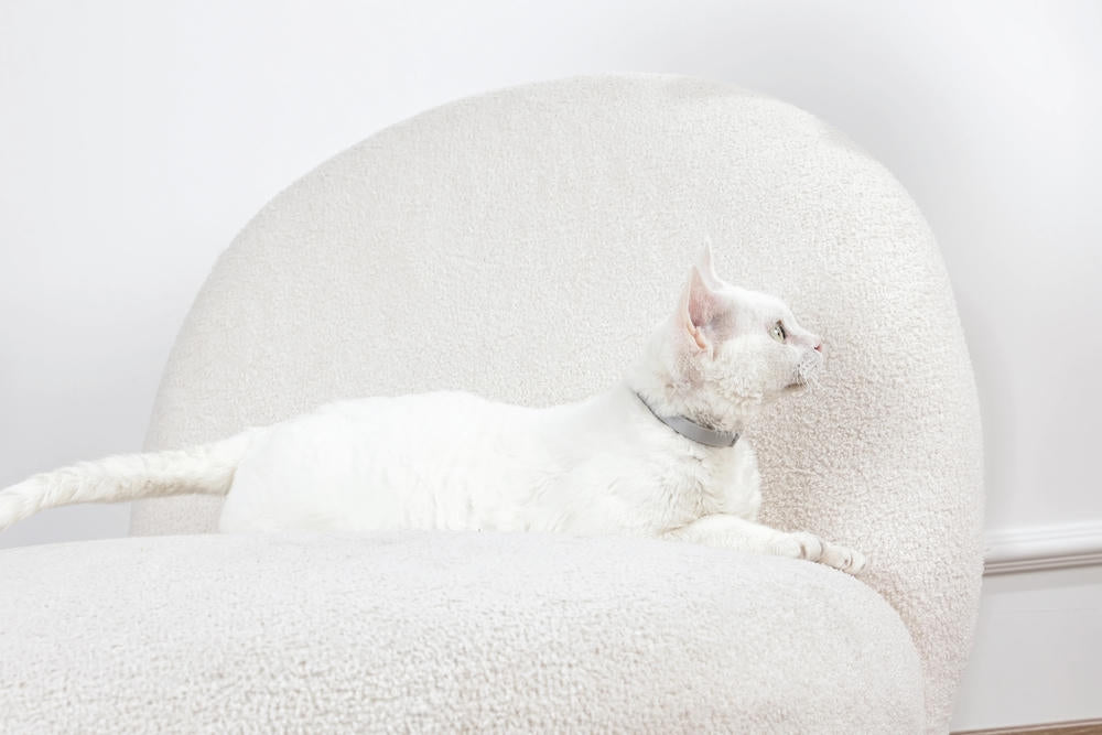 KEEP CALM - Collare con feromoni calmanti per gatti 1 pz