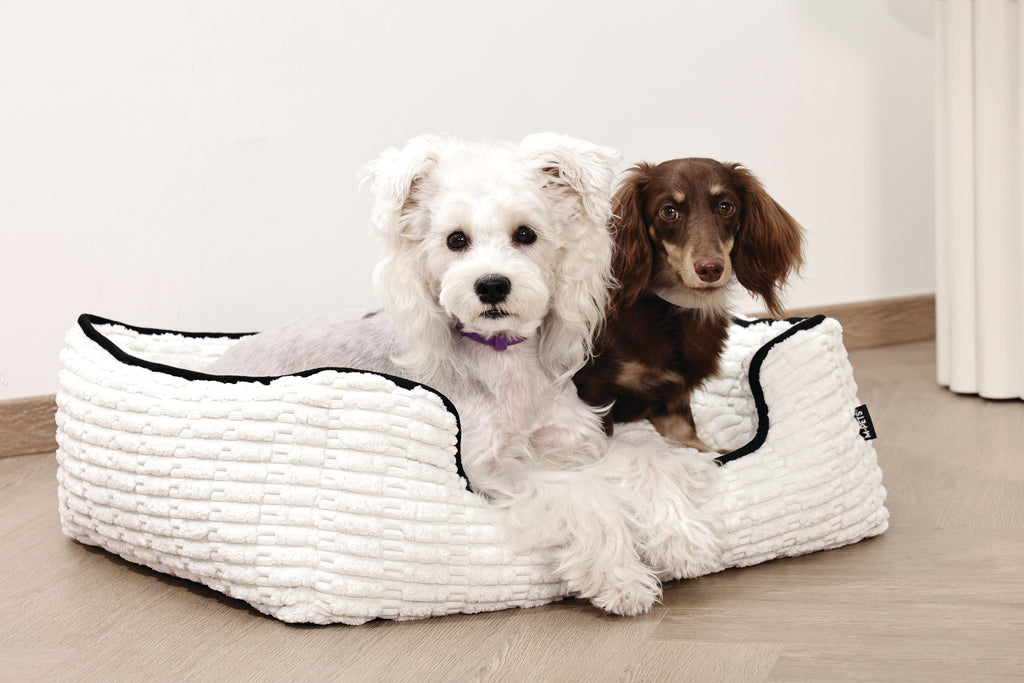 KEEP CALM Calming pheromone collar set for DOGS - 4 pcs