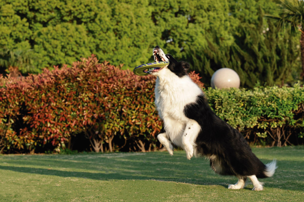 SPRINTPUFF FRSIBEE Giocattolo - Verde/Viola