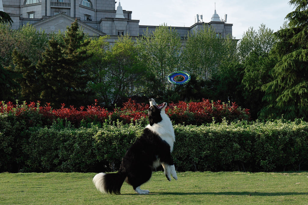 SPRINTPUFF FRSIBEE Giocattolo - Blu/Verde