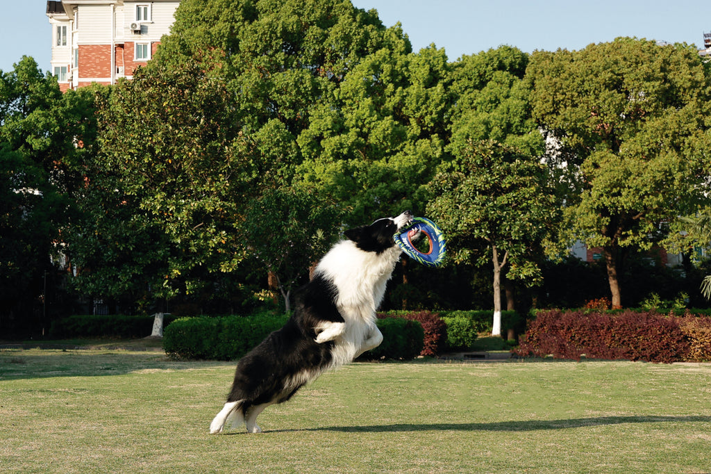 SPRINTPUFF FRSIBEE Giocattolo - Blu/Verde