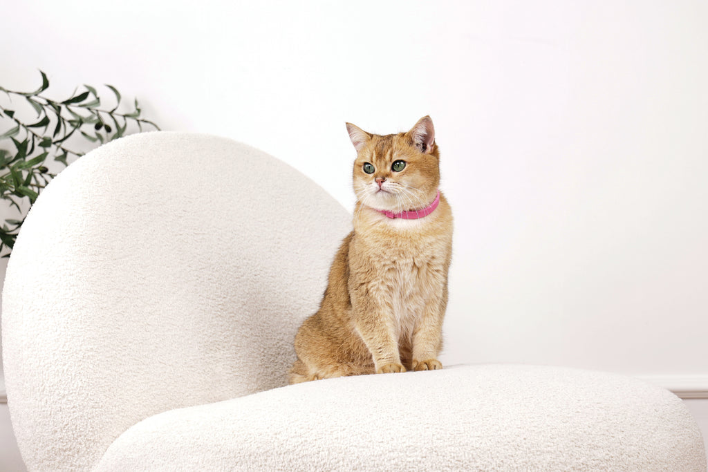 KEEP CALM - Set di collari con feromoni calmanti per gatti 4 pz