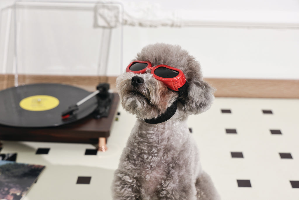 SUNNY Occhiali per cani DAYTRIP