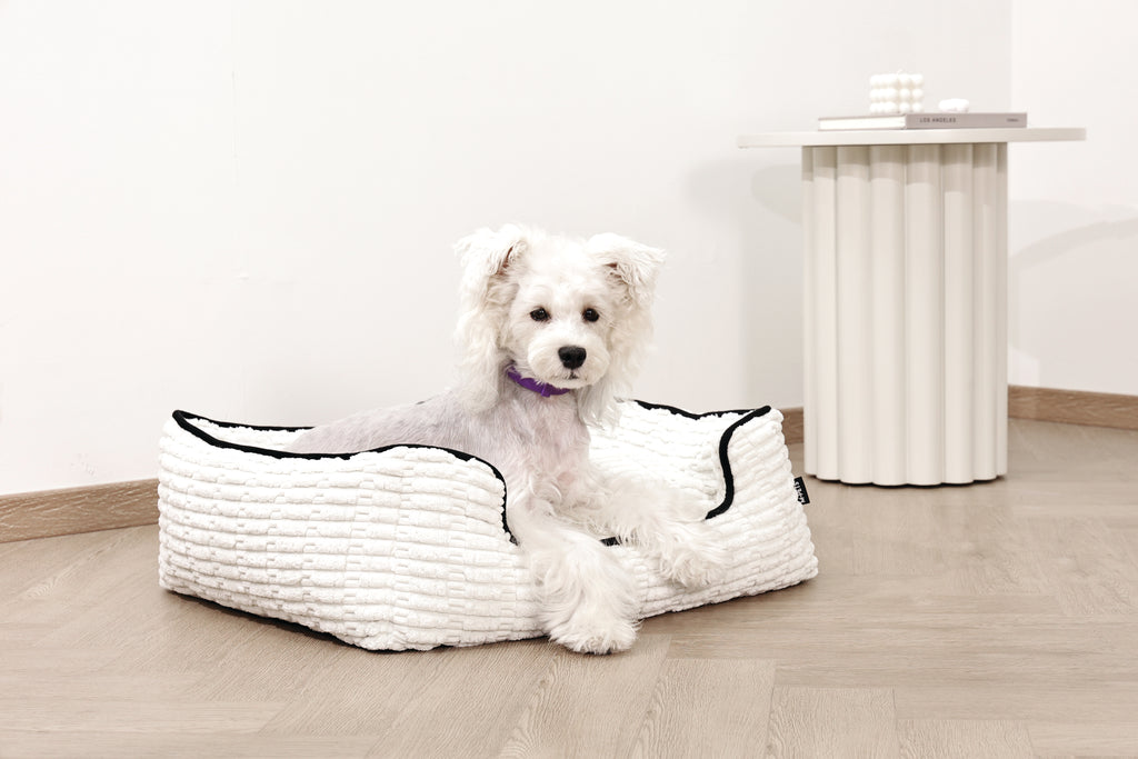 KEEP CALM Calming pheromone collar set for DOGS - 4 pcs
