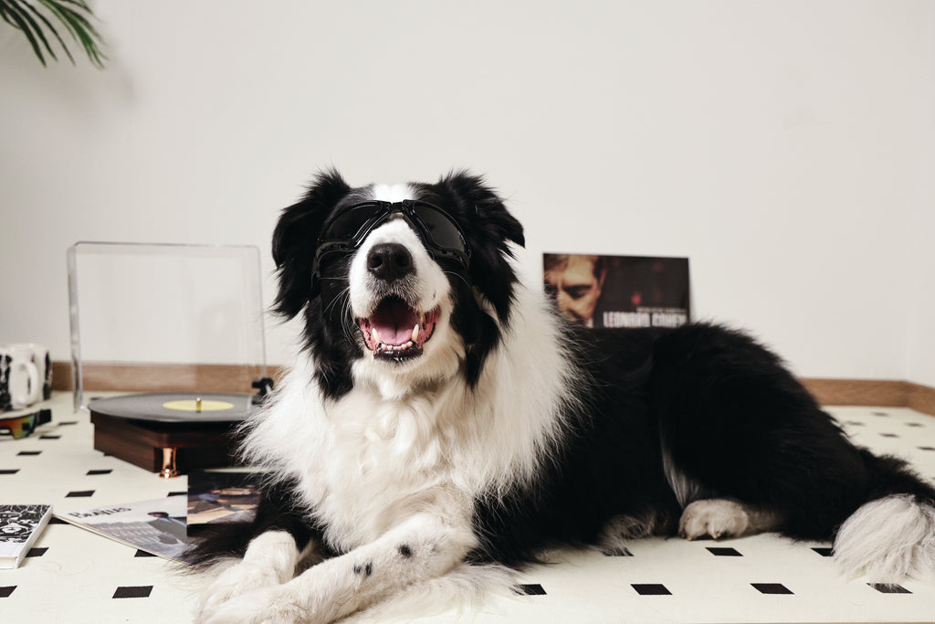 SUNNY Occhiali per cani TRAILBLAZER