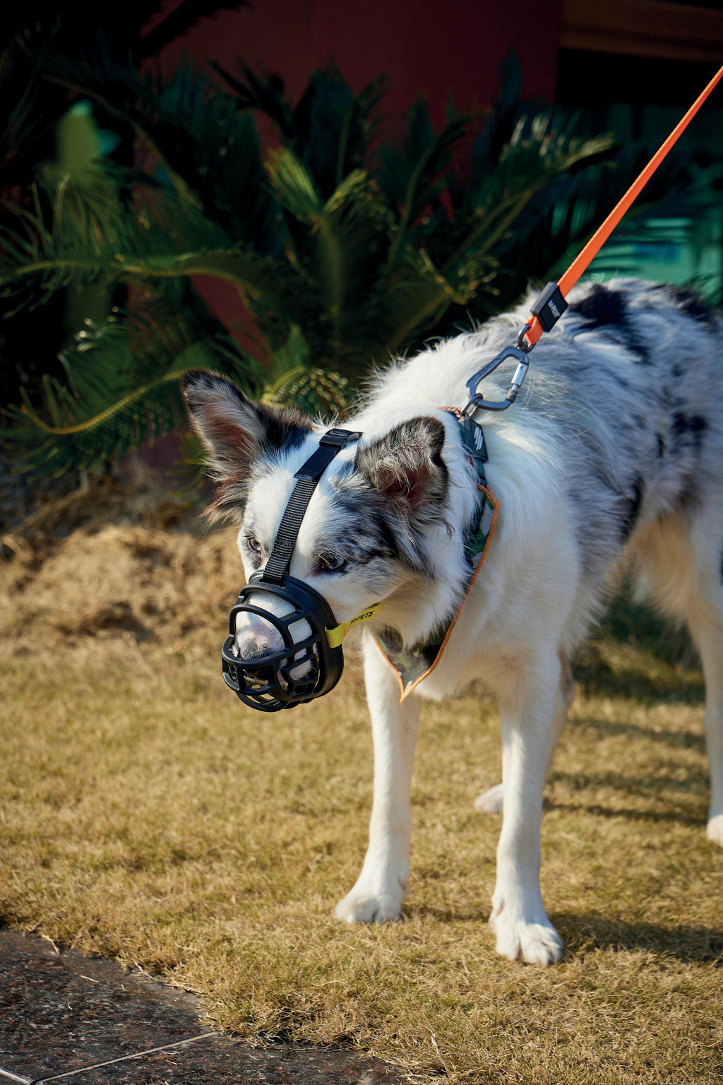 MUSERA BARK GUARD per Cani Nero e Giallo