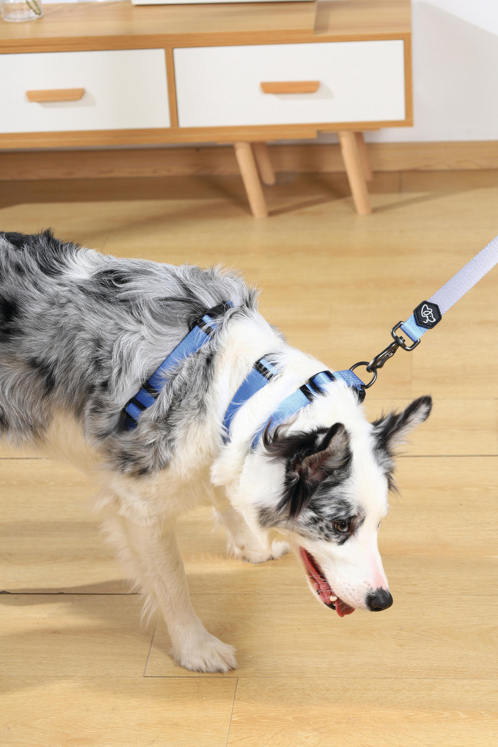 GENTLE DOG Guinzaglio Blu