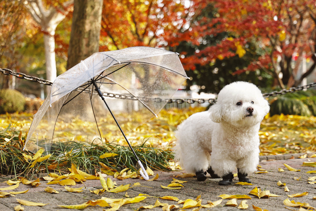 RAINY DAY Dog shoes Black