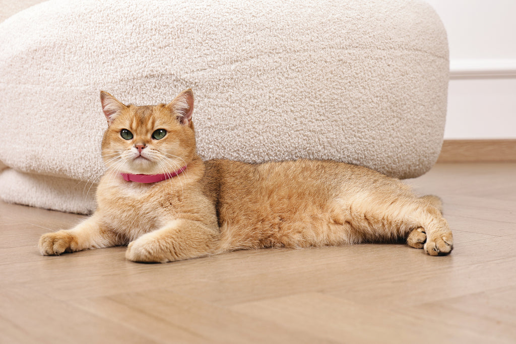 KEEP CALM - Set di collari con feromoni calmanti per gatti 4 pz