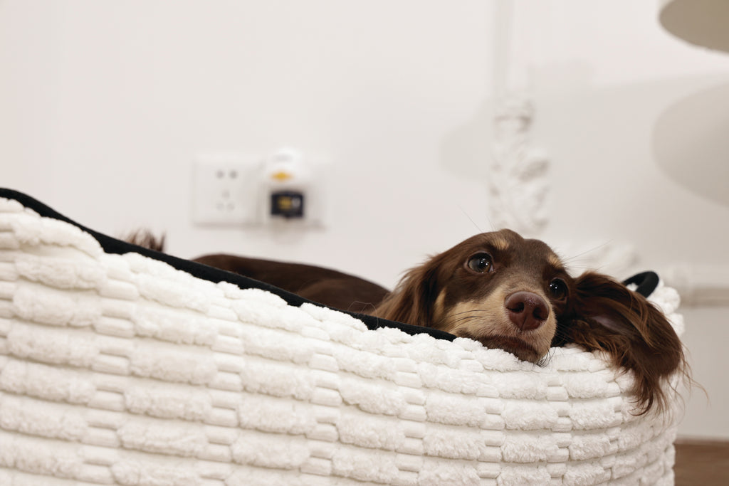 KEEP CALM Calming Pheromone diffuser for DOGS - UK Standard 48ml