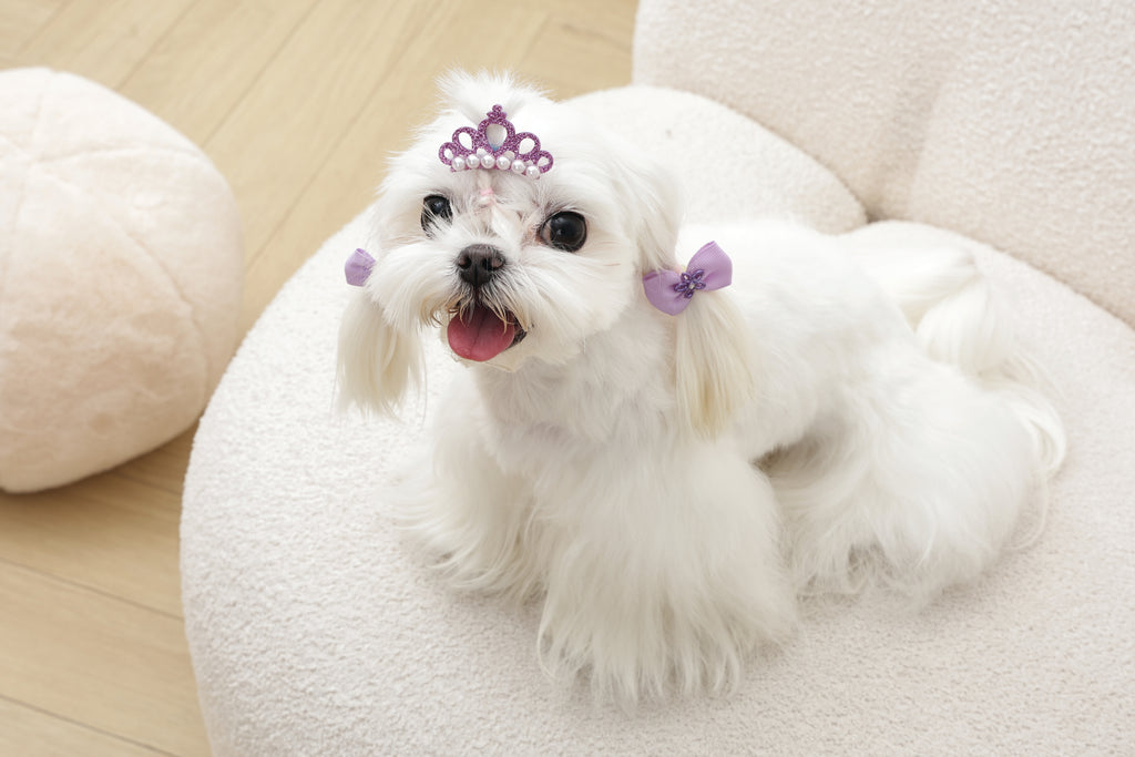 GLAM Accessori per capelli per animali clip e gomma - Viola